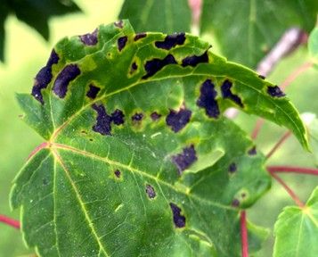 anthracnose spots on a leaf - plant health care in Narberth PA by Burkholder PHC