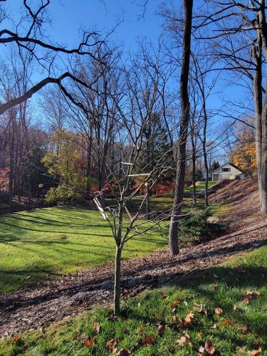 Eastern Redbud after structural Pruning | Plant Health Care in Wayne PA | Burkholder PHC