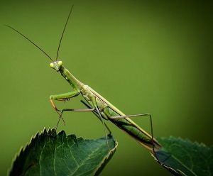 Praying Mantis- Plant Biological Control - Plant Health Care by Burkholder Landscape