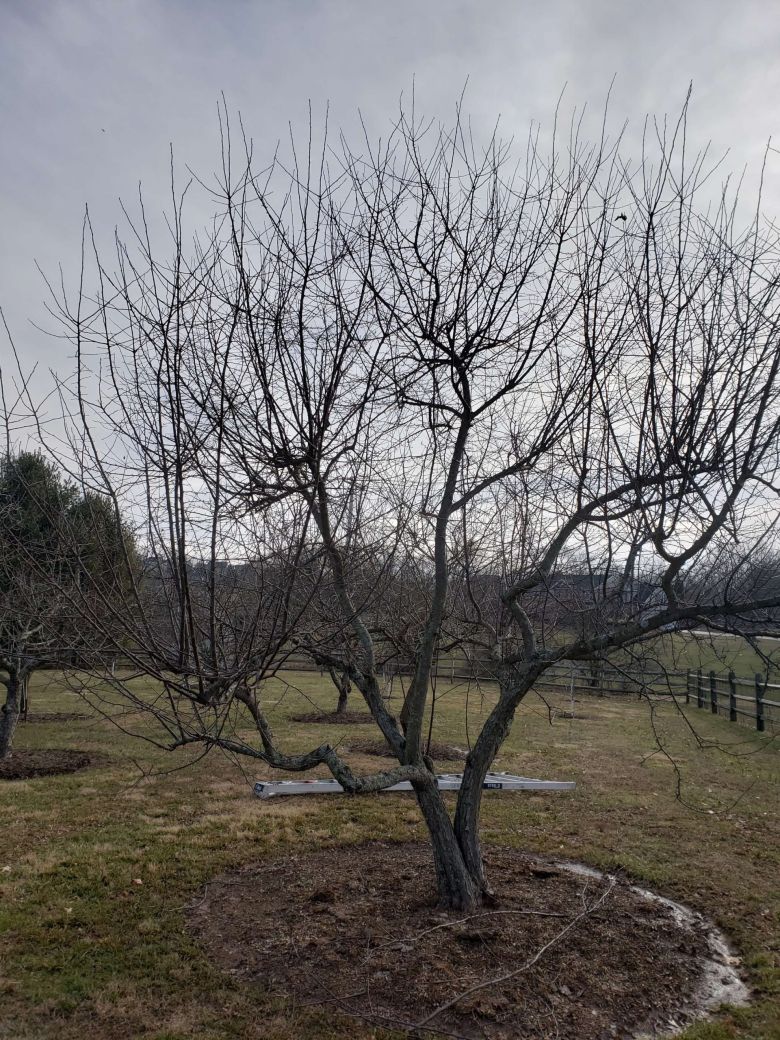 Apple Tree Pruning Before | Burkholder PHC