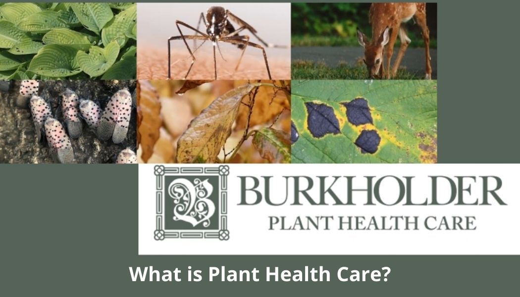 Questions About Plant Health Care include What is Plant Health Care? | Burkholder PHC