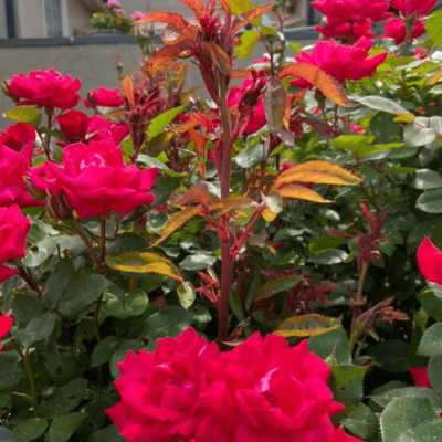 Rose rosette in bright pink roses - Burkholder PHC