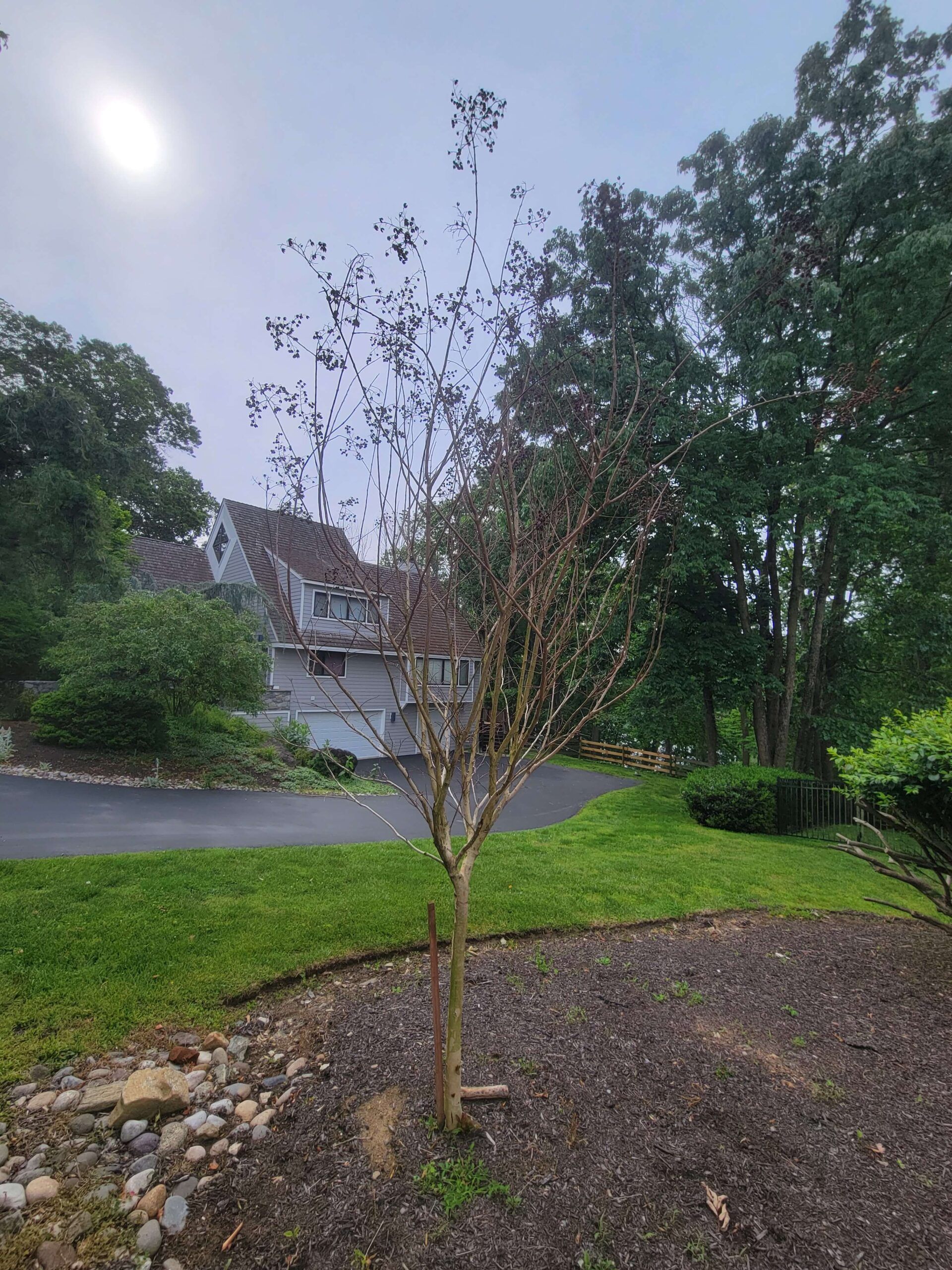 Crape Myrtle problems are one of the 2025 plant health concerns Burkholder has treated in the first half of this year