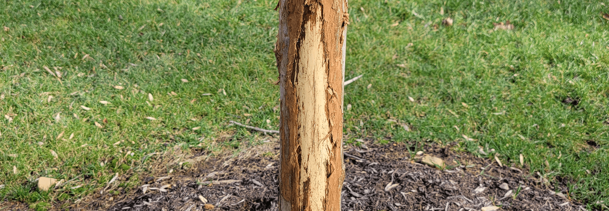 Banner deer damage to trees from antler rub - Burkholder PHC