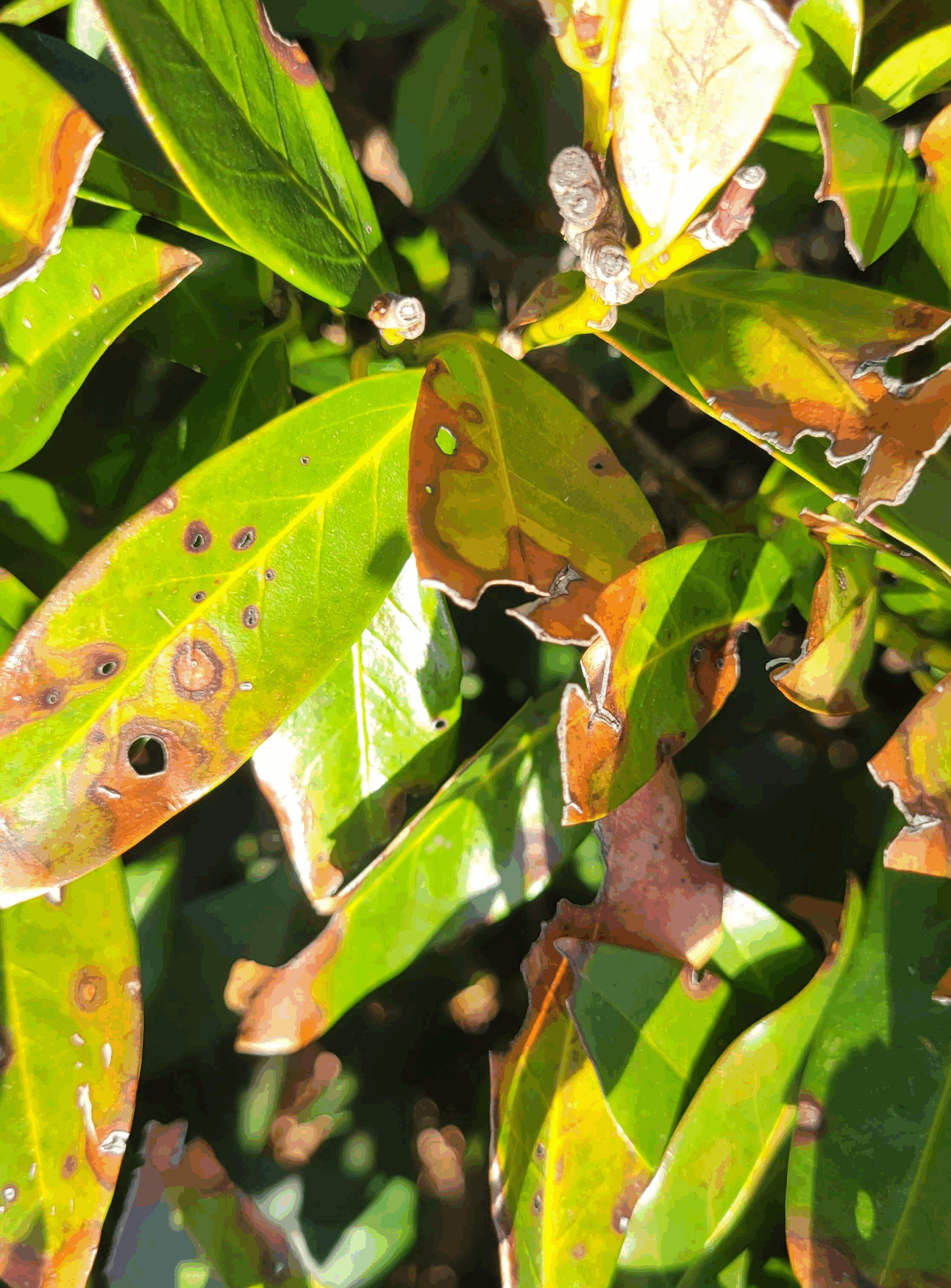 Laurel problems are one of the 2025 plant health concerns Burkholder has treated in the first half of this year