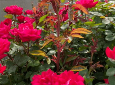 Rose rosette in bright pink roses - Burkholder PHC