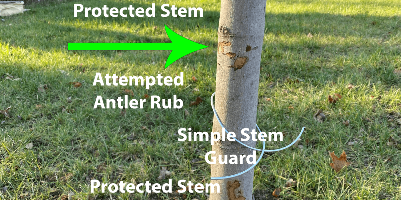 diagram of trunk with deer rub damage and deterrents | plant health care year in review | Burkholder PHC