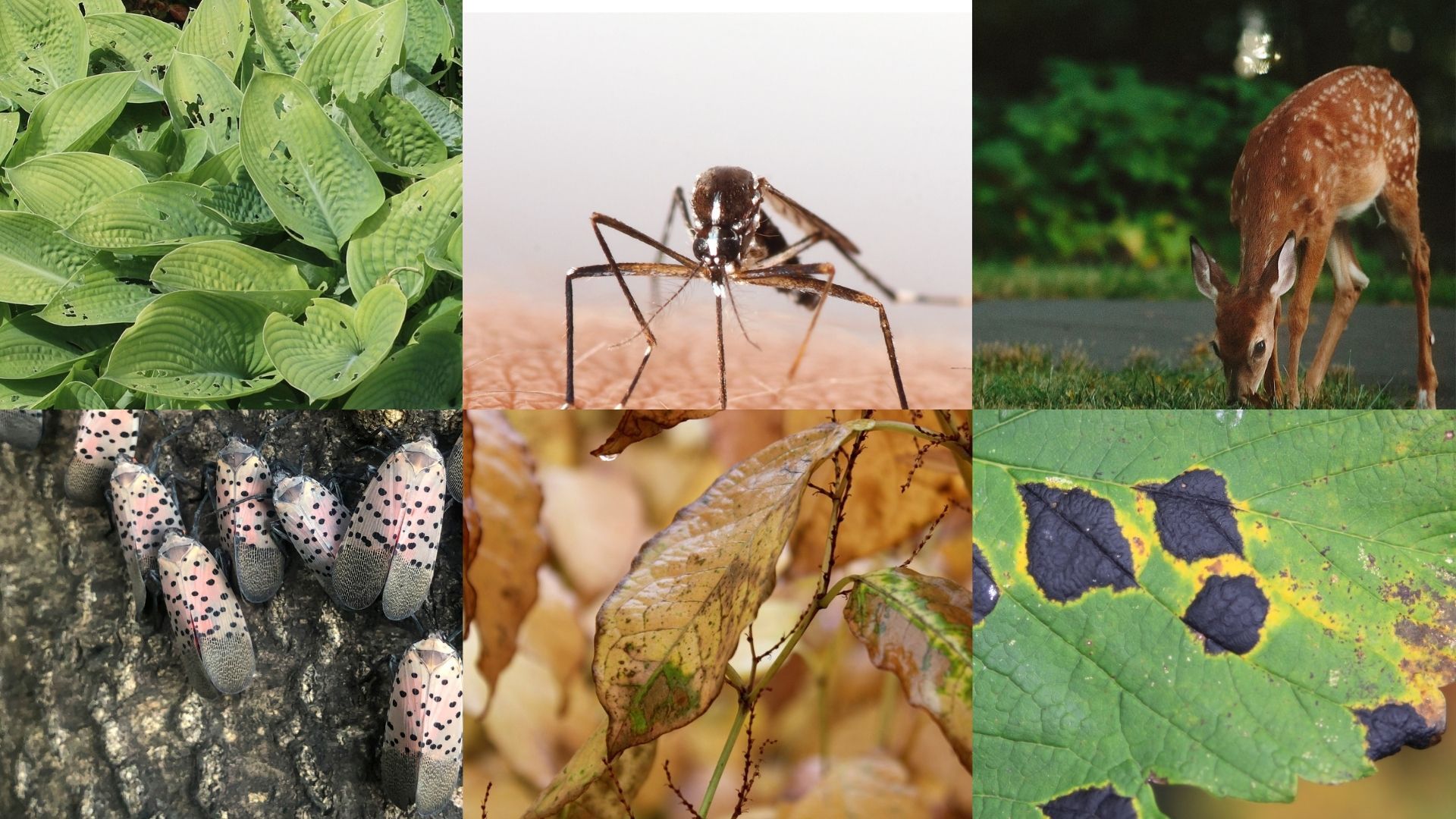 6 plant health care issues, pest eaten hosta plant, mosquito, deer, spotted lanternfly, yellow leaves, diseased leaf | Burkholder PHC