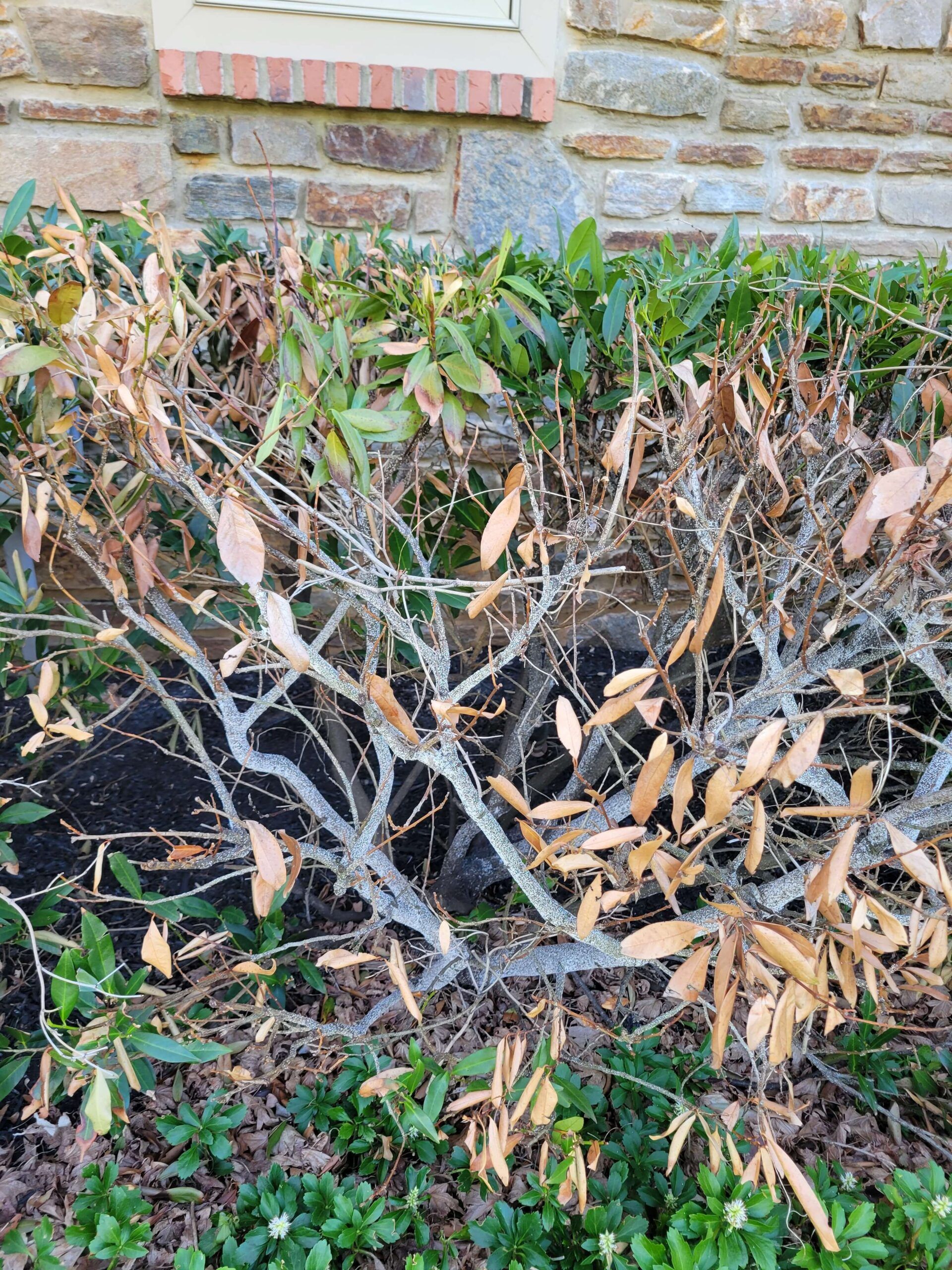 Laurel problems are one of the 2025 plant health concerns Burkholder has treated in the first half of this year