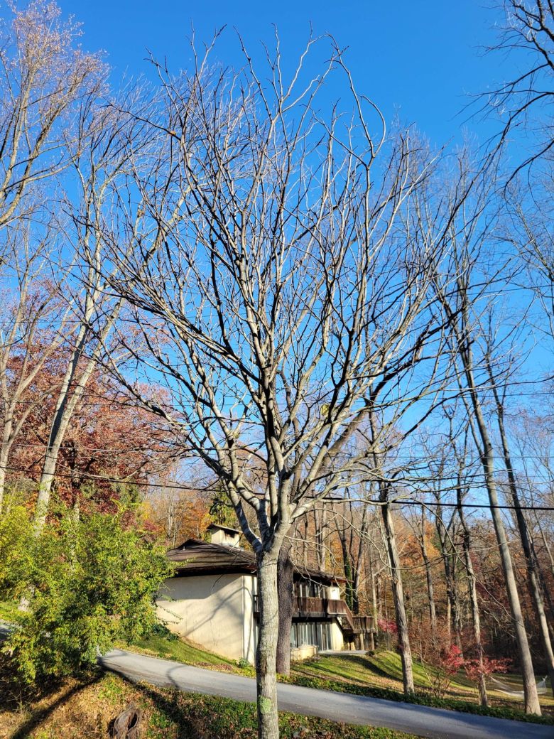 Redbud Structural Pruning Before | Burkholder PHC