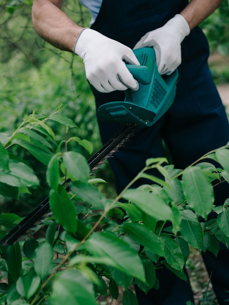 Person pruning plants with trimmer | Tree Care Services | Burkholder PHC