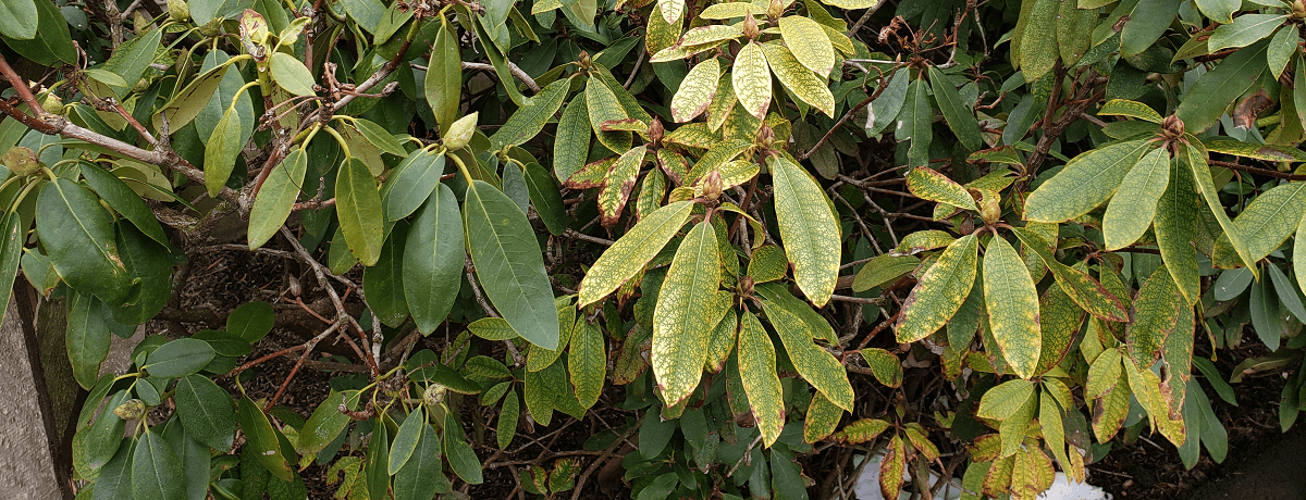 rhododendron leaves with phytophthora root rot | Burkholder Plant Health Care Year In Review Issues