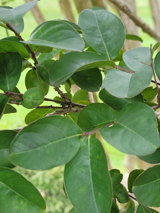 Crape Myrtle Aphid after Treatment - Burkholder PHC