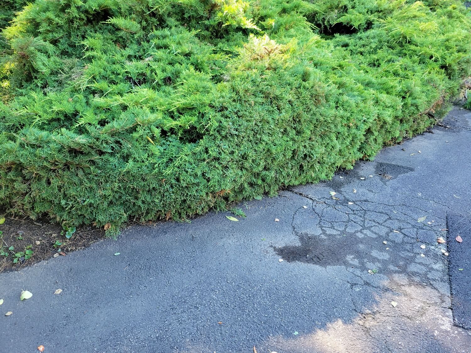 Juniper shrub before corrective pruning - what is plant health care - Burkholder PHC