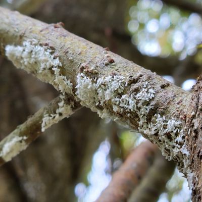 white prunicola scale was one of the noted issues in the Burkholder Plant Health Care year in review