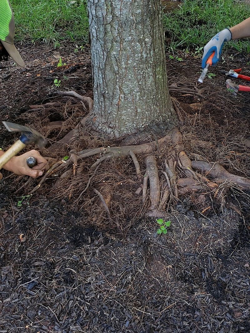 People near tree performing root collar excavation | Tree Care Services | Burkholder PHC