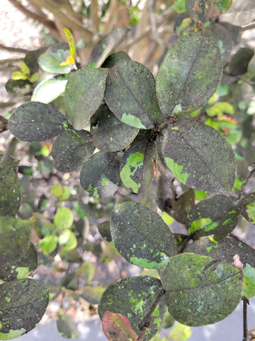 Crape Myrtle Aphid after Treatment - Burkholder PHC