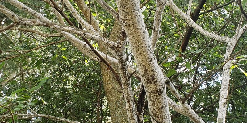 White Prunicola Scale in a tree - Burkholder Plant Health Care Year in Review