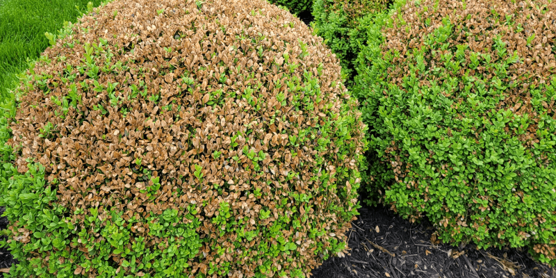 boxwood leafminer damage | plant health care year in review | Burkholder PHC