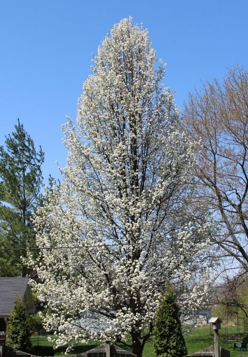 bradford pear is one example of invasive plants callery pear - Burkholder PHC