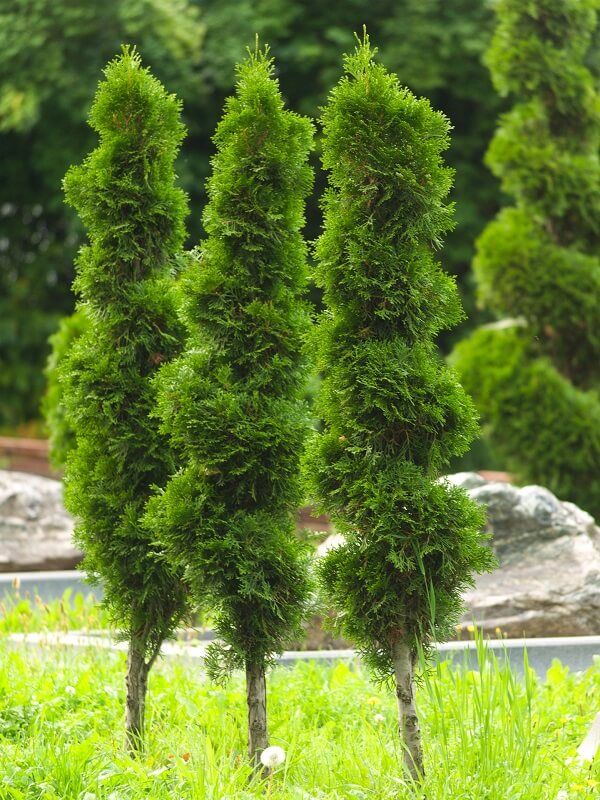 Arborvitae trees | certified arborist | Burkholder PHC