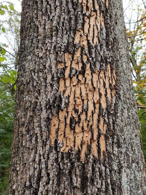 tree damaged by emerald ash borer-Burkholder PHC