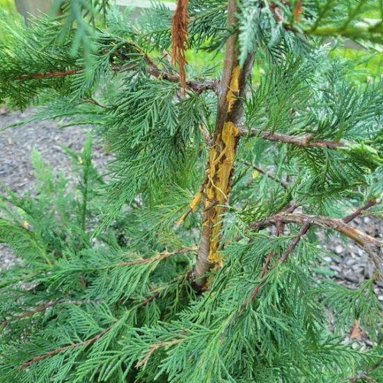 damage from deer rubbing on tree trunk - winter tree care services - Burkholder PHC
