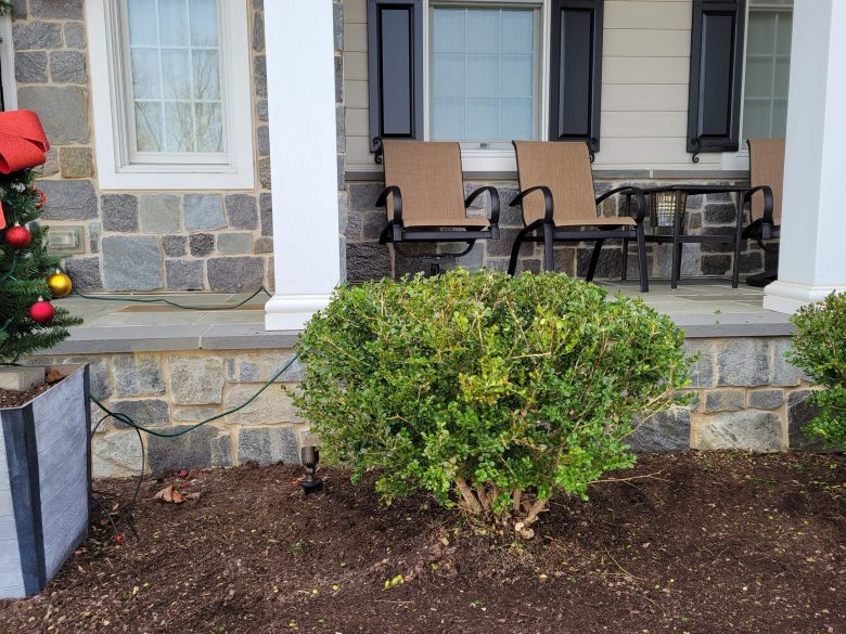 Boxwood After Pruning | Burkholder PHC