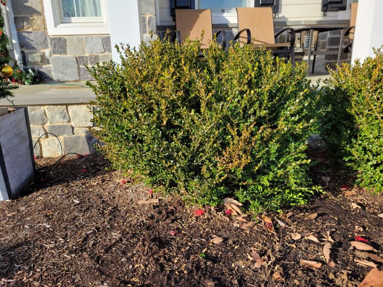 Boxwood Before Pruning | Burkholder PHC