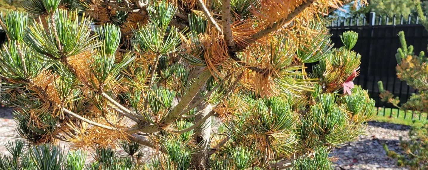 Browning evergreen tree, seasonal needle drop is a normal occurrence and not one of the evergreen tree diseases - Burkholder PHC