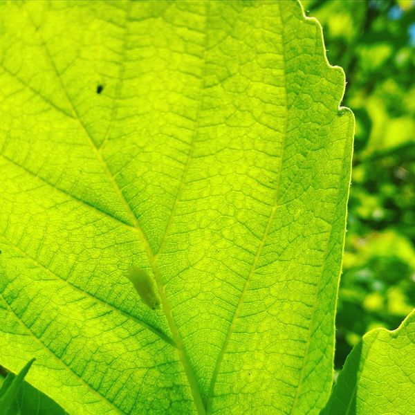 One leaf with Cottony Camellia Scale Insects | Burkholder PHC