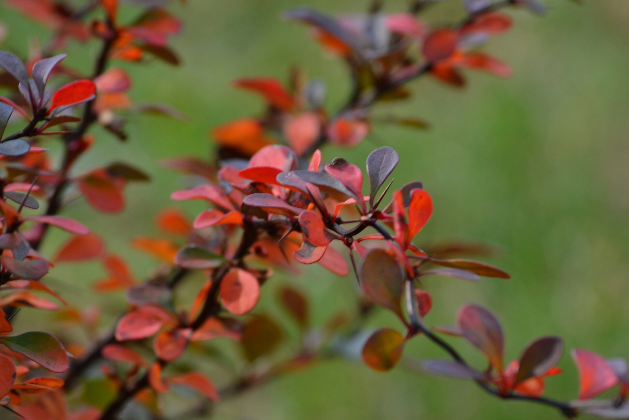 Japanese barberry invasive plant with red and green leaves-Burkholder PHC