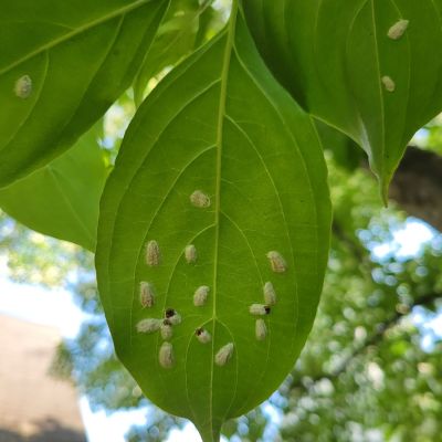 Scale Cottony Maple Scale - Burkholder Plant Health Care- Insects in Landscape Plants