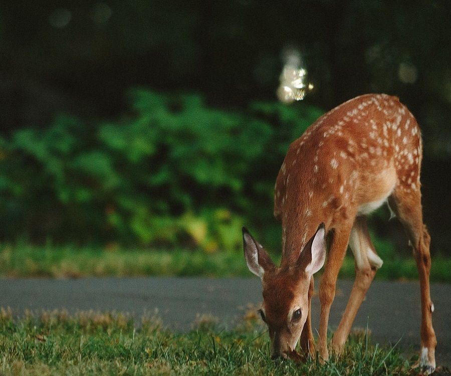 Deer in a Yard | Deer Browse Deterrents are Part of Burkholder Plant Health Care