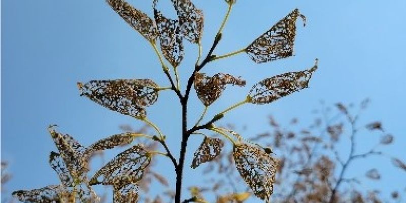 Rake in Soil | Plant Health Care by Burkholder Landscape