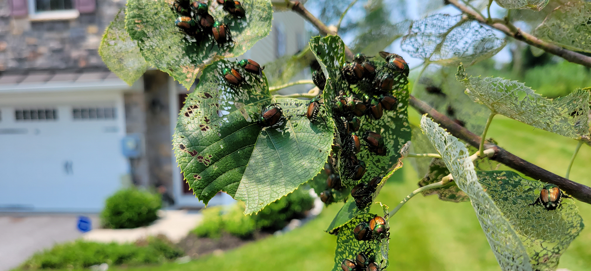 Japanese Beetles on a branch | Burkholder PHC