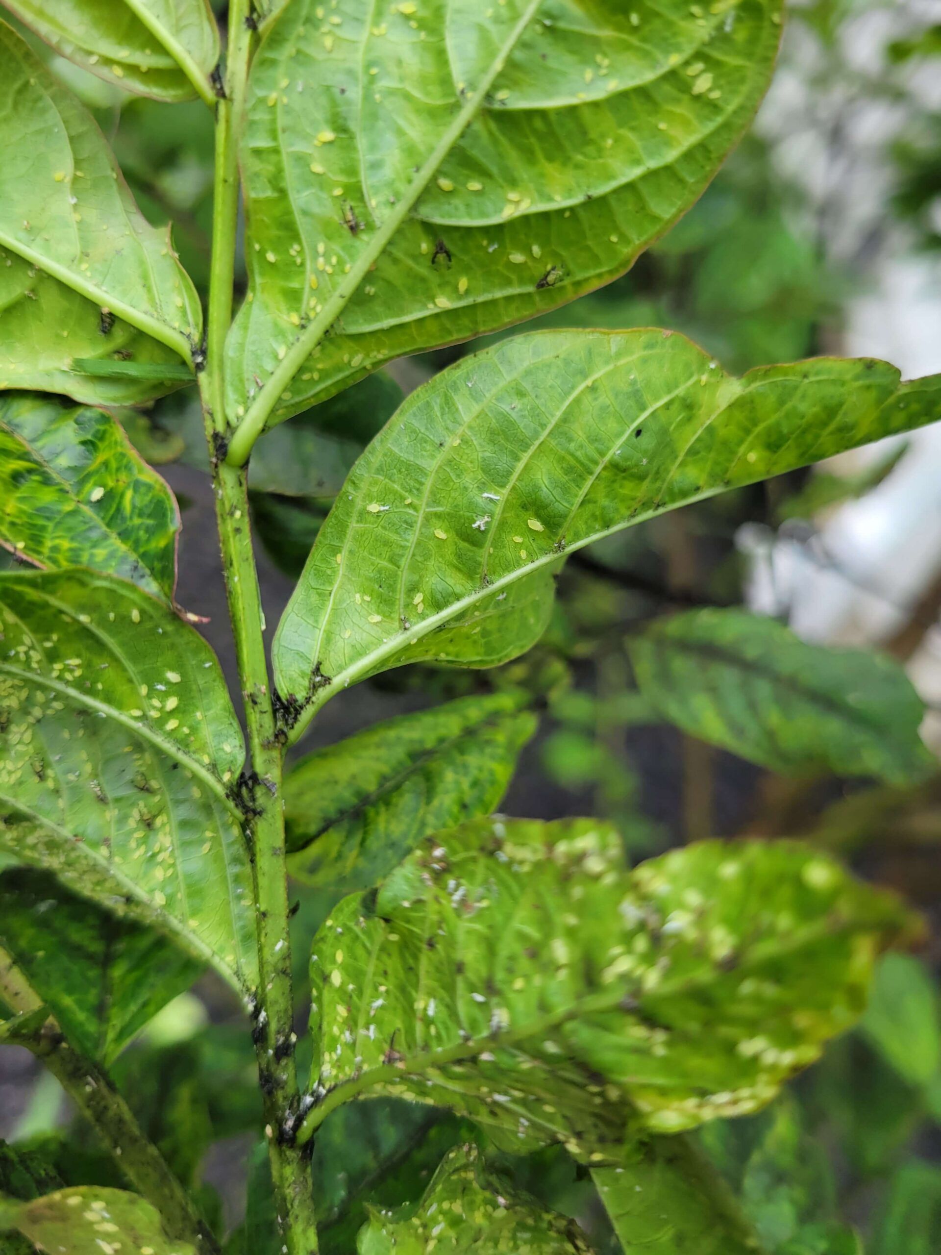 Crape Myrtle problems are one of the 2025 plant health concerns Burkholder has treated in the first half of this year