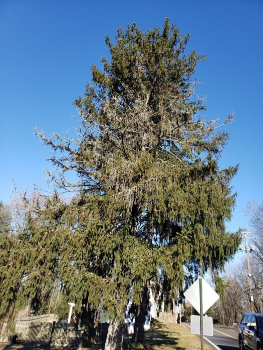 Norway spruce with cytosphora canker - Burkholder PHC