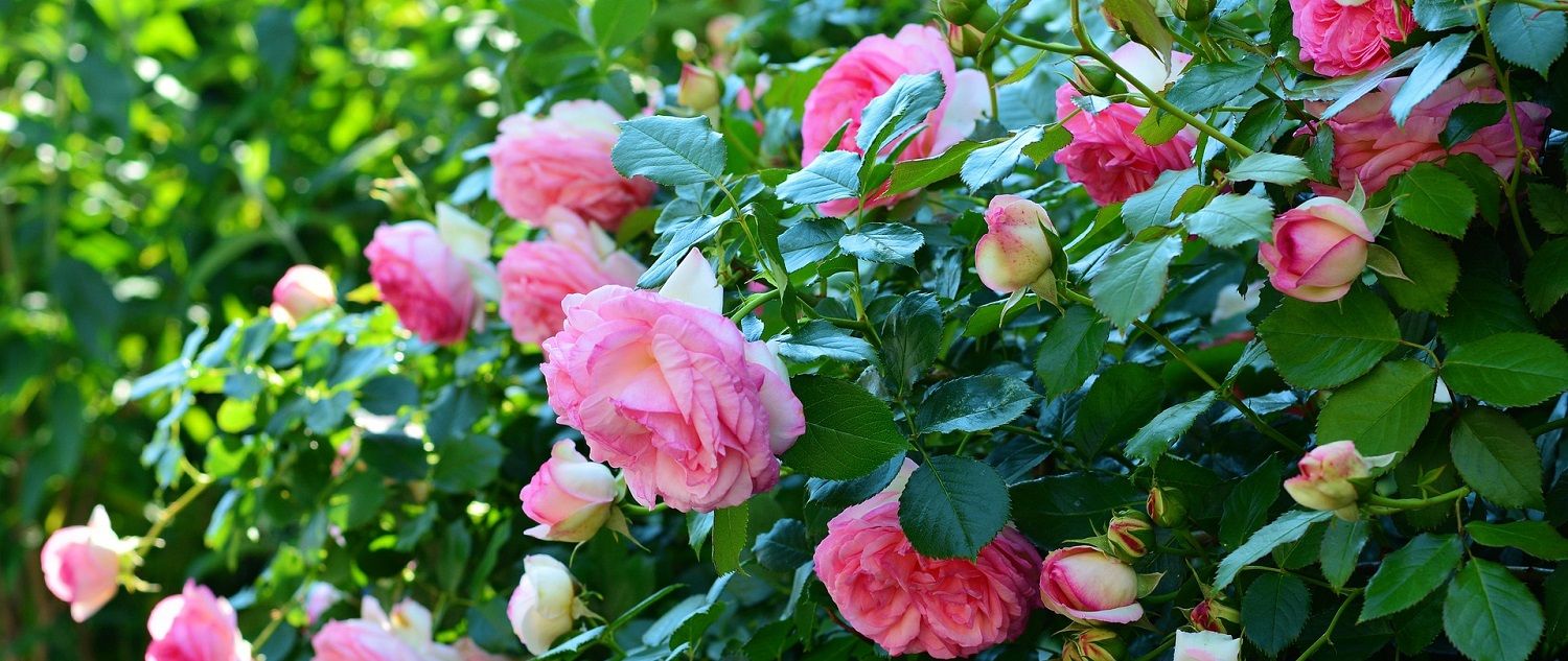 Pink rose bush - Burkholder PHC