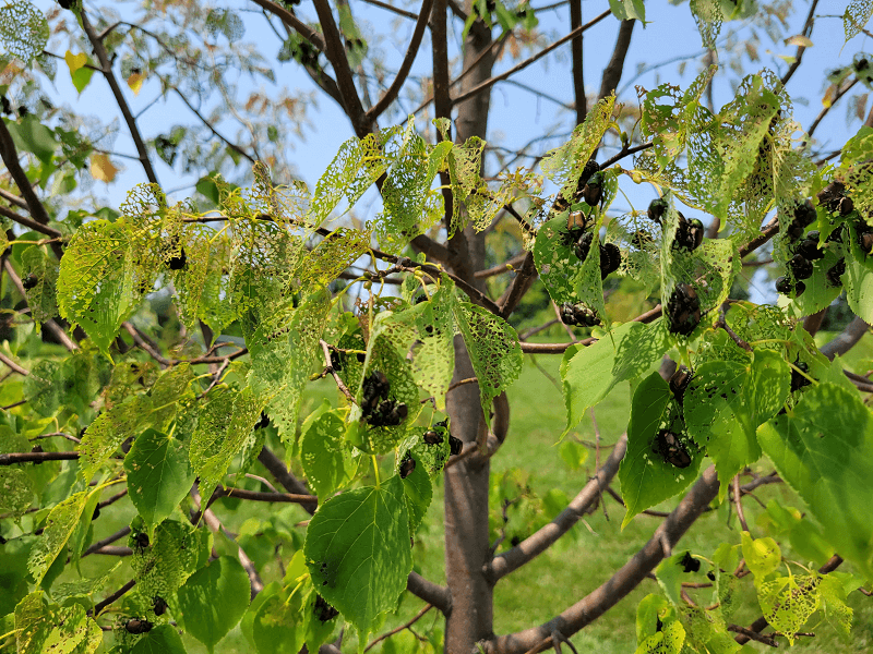 Japanese Beetles on a tree | Burkholder PHC