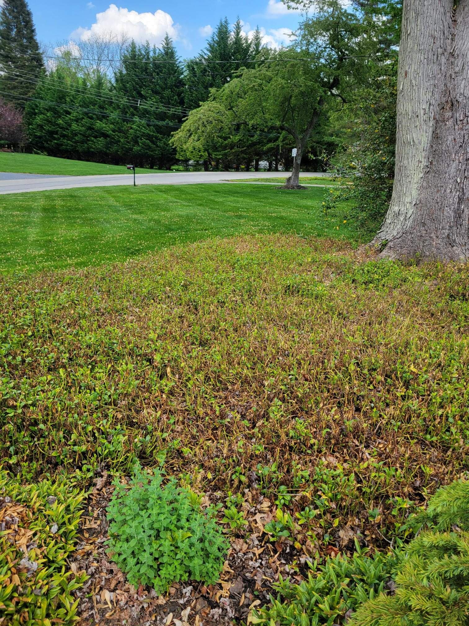 Pachysandra Collapse Before  treatment by Burkholder PHC