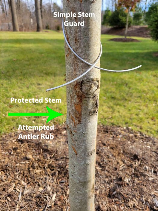 Tree protected from deer damage to trees - Burkholder PHC