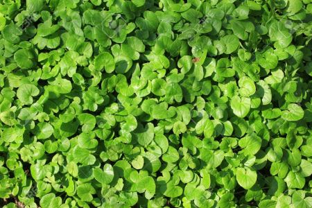 Lesser celandine plants without flowers- weeds in Main Line landscapes - Burkholder PHC