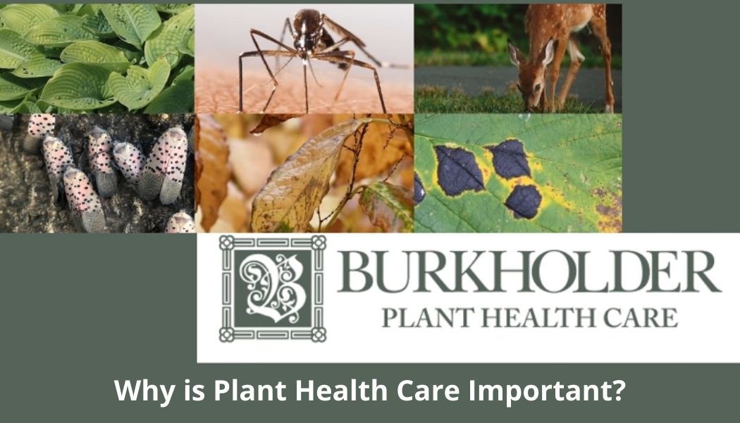 Questions About Plant Health Care include Why is Plant Health Care Important? | Burkholder PHC