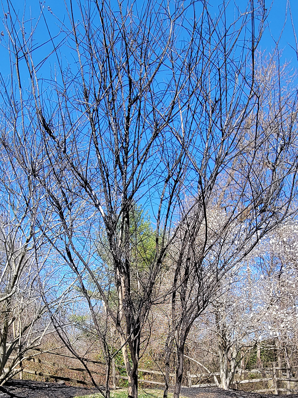 Entire tree infested with crape myrtle bark scale | Burkholder PHC