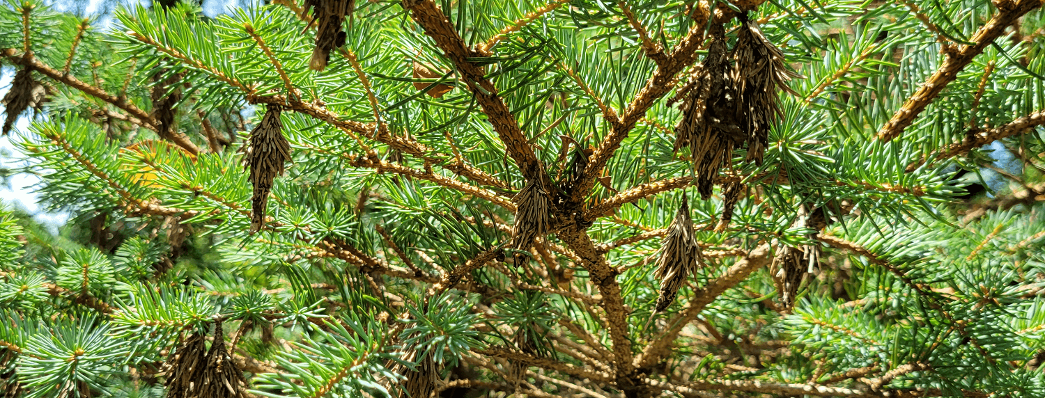 blue spruce tree with dieback due to bagworms | Burkholder PHC