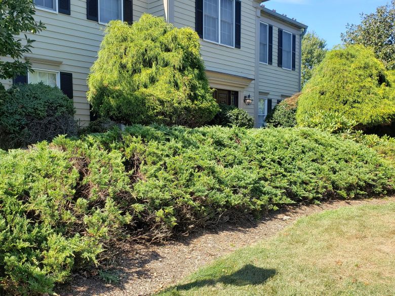 Cypress After Sanitation Pruning | Burkholder PHC