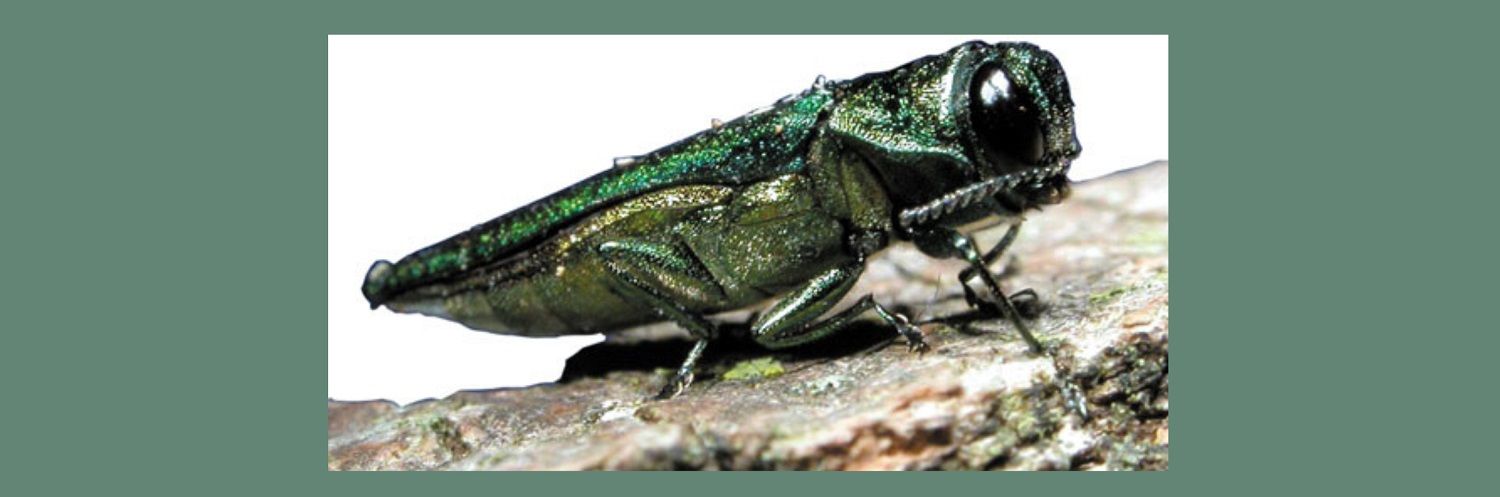 emerald ash borer on branch - photo credit: U.S. Department of Agriculture, CC BY 2.0 , via Wikimedia Commons background color was added