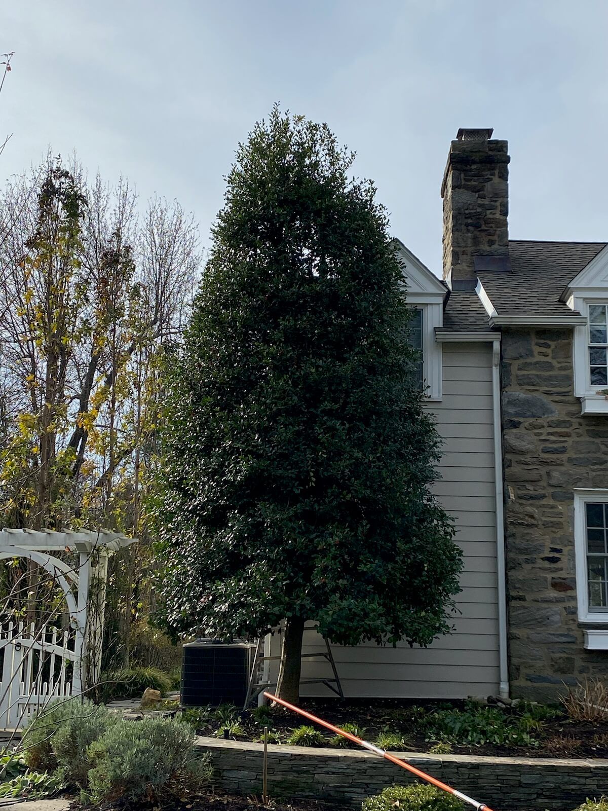 Holly After Reduction Pruning | Burkholder PHC