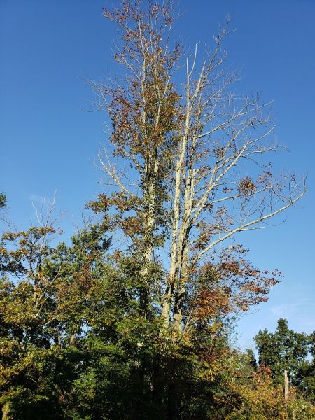canopy dieback from emerald ash borer infestation-Burkholder PHC